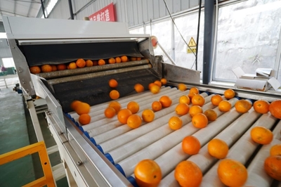 山区结出“致富果”——四川邻水脐橙产业发展一线见闻